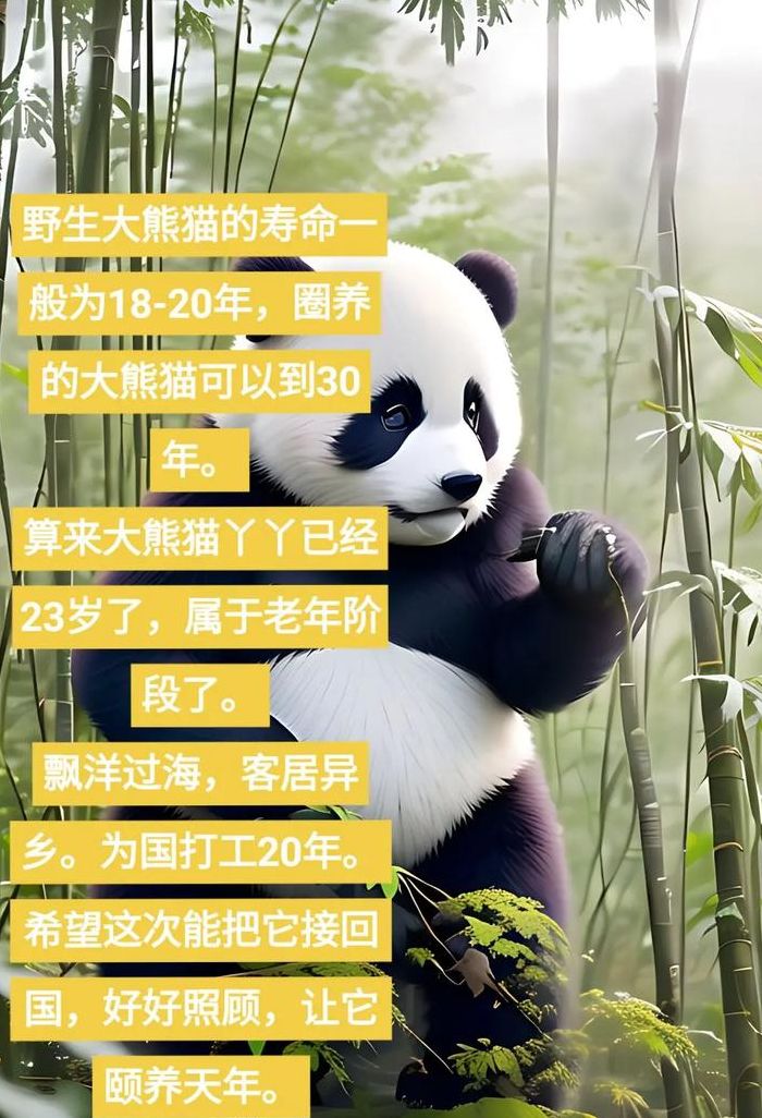 熊猫的寿命最长是多少年（熊猫的寿命大概是多少年）