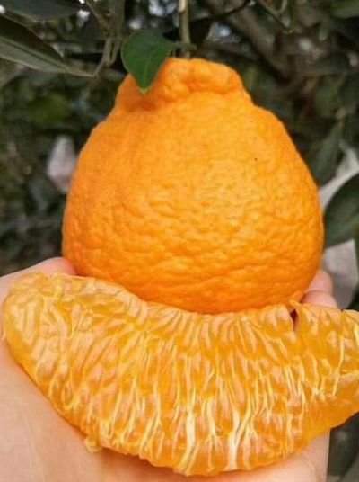 丑橘是转基因吗（丑橘是变异品种吗）