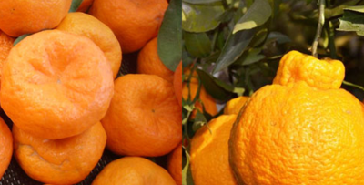 丑橘是转基因吗（丑橘是变异品种吗）
