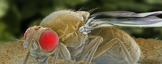 黑腹果蝇对人类有什么危害（黑腹果蝇的伤害性是什么样子的?）