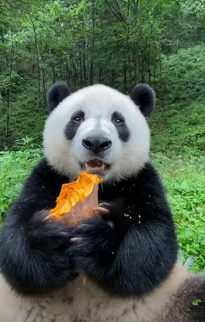 大熊猫喜欢吃什么食物（大熊猫喜欢吃什么食物用文字代替短的）