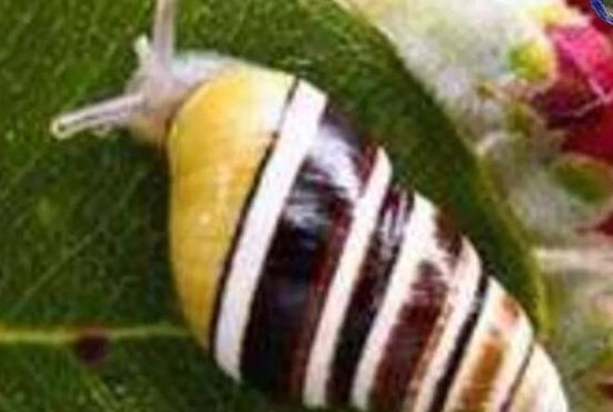夏威夷蜗牛（夏威夷蜗牛主要吃真菌吗）