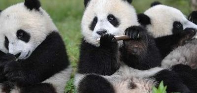 大熊猫有多少只（全世界的大熊猫有多少只）