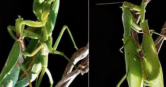 螳螂为什么要吃掉自己的配偶（螳螂为什么要吃掉自己的配偶真相）